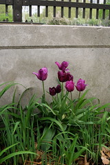 tulips by the overpass