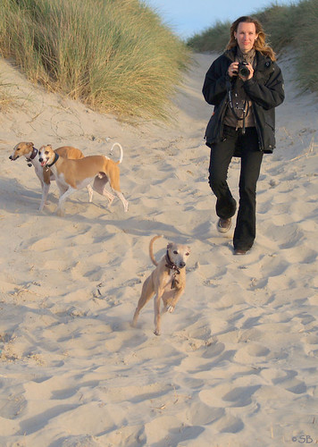 Vlieland April 2007 with Whippets