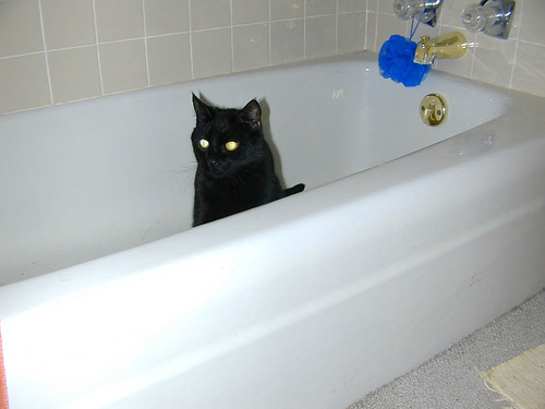 Takin' a Bath, Mr. Grr?