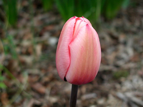 tulip before