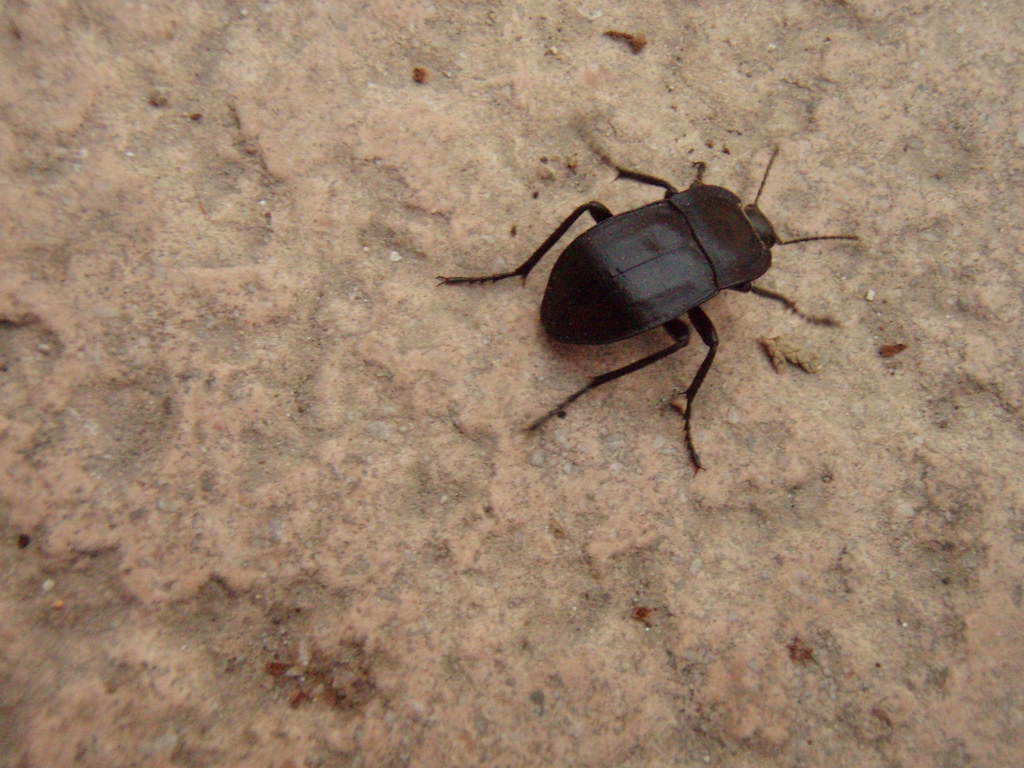 Un escarabat