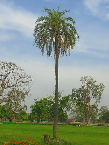 date tree logo. Date Tree @ Jahangir#39;s Tomb
