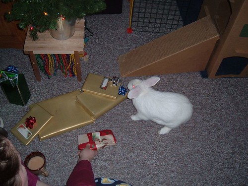 gussy examining presents