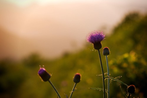 a thistle