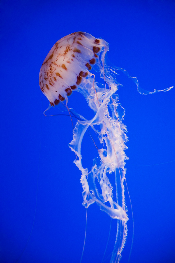 Jellyfish_8396b
