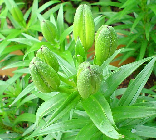Asiatic Lily Buds