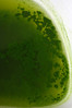 chlorophyll
