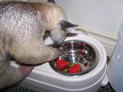 Stewie discovers strawberries
