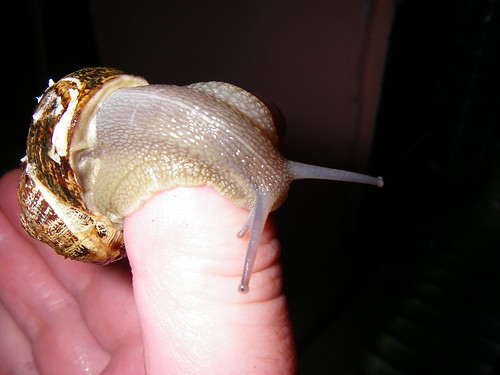 Cretan Snail