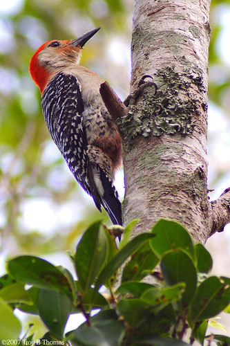 Woodpecker02_20070329