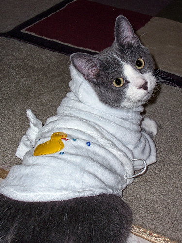 Cat In Robe. a cat in a robe before?quot;