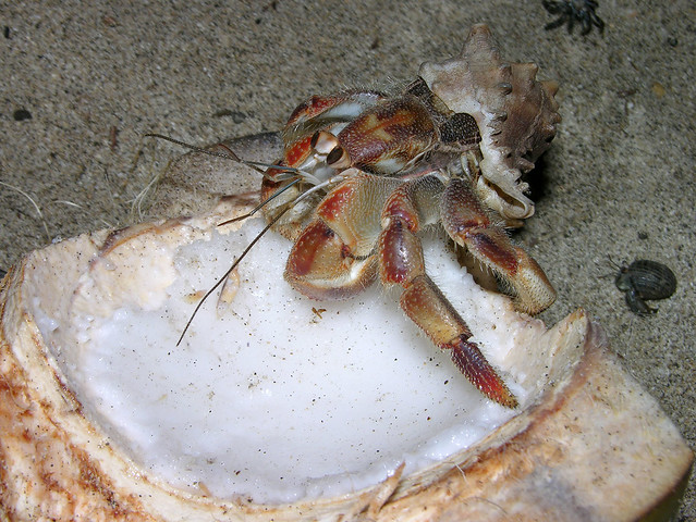Hermit crab (Coenobita compressus) feasting on a coconut