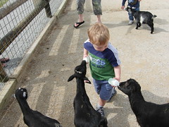 Feeding the Goats at Deanna Rose (1)