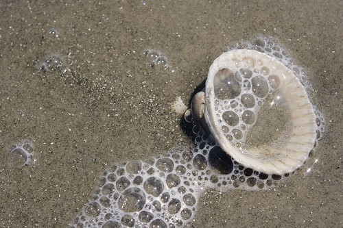 Bubbles on a Seashell