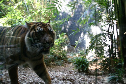 Tiger hissing at the zoo visitors.  Eeeps!
