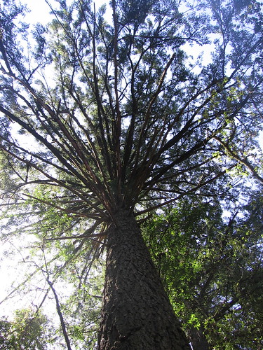 Towering pines