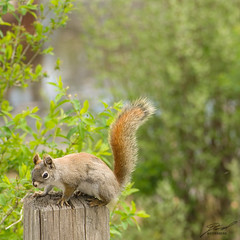Kensington Squirrel