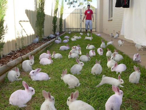 Cloning bunnies in the backyard