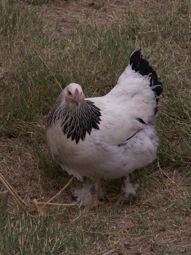 Chicken Pics: Photos of Popular Chicken Breeds (and all things Chicken!):  Light Brahma Chickens