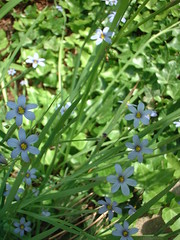 little blue flowers