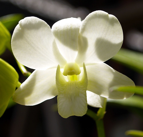islandboyinthecity dhon jason orchid philippines olympus blog photography dhonjason flower