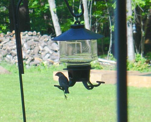 My Friend Fred - At the bird feeder