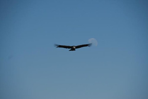 Un condor touche la lune