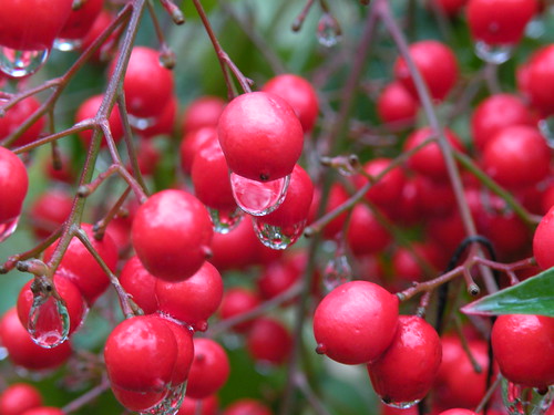 Rainy Berries