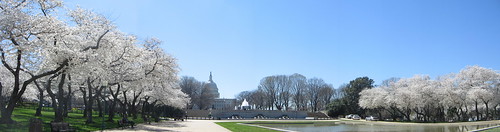 Capitol and Cherry Blossoms 2.jpg
