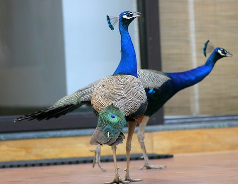 this peacock tail has just one eye 9