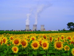 Sunflowers and nuclear power