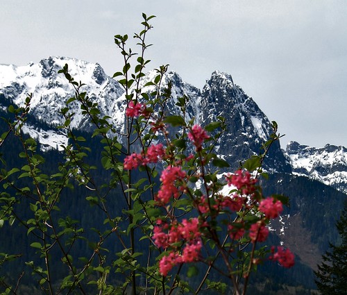 Mt. Index and Red Currant Bush