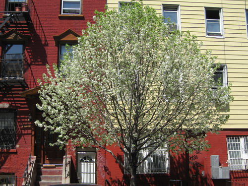 Bushwick Blossoming Tree