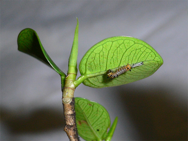 Caterpillar 二齡幼蟲