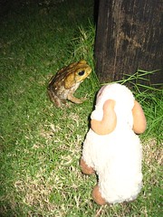 Youssouf's nightly encounter with a local cane toad - Rio Dulce, Guatemala - 9 April 2007