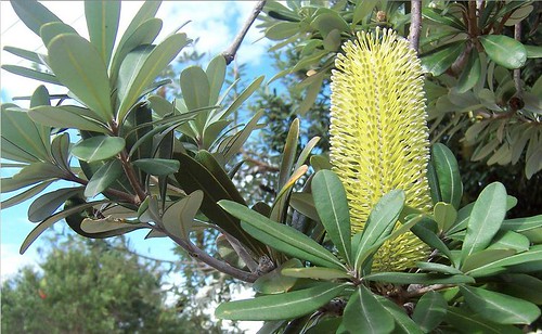 Banksia flowering