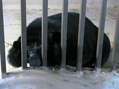 The sad black bear in the pigeon forge bear pit