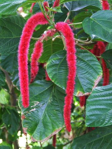 Saipan, A'be's garden - Mother-in-law's tongue (acalypha hispida)