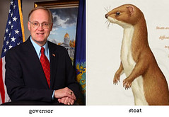 governor, stoat