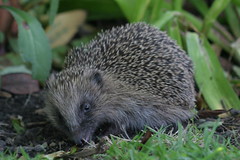 Rest In Peace - Morris the Hedgehog
