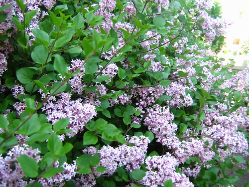 Lilacs Galore