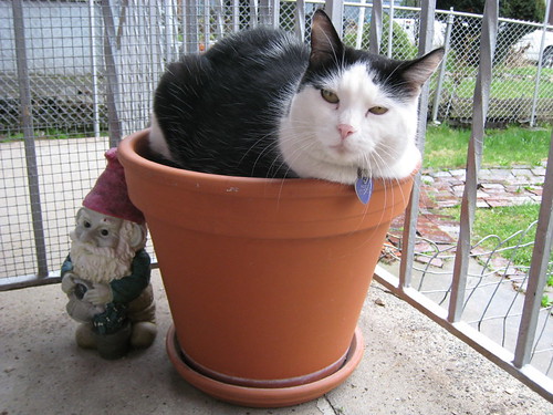 rocky gets his time in the flower pot