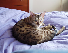 Pasha on the bed