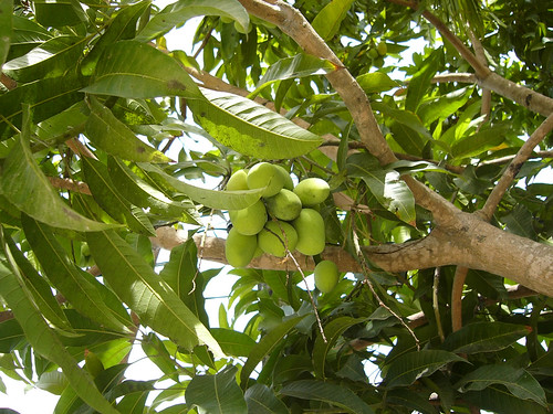 サムイ島-Mango tree0000