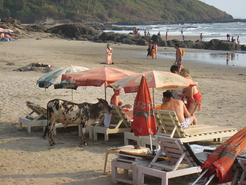 Anjuna cow and sunbathers