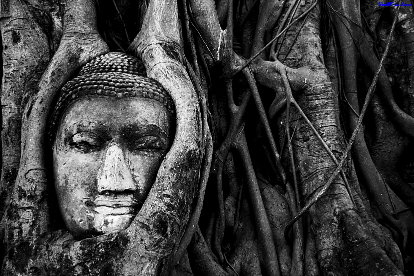 Head of Buddha in the tree @ Wat Mahathat
