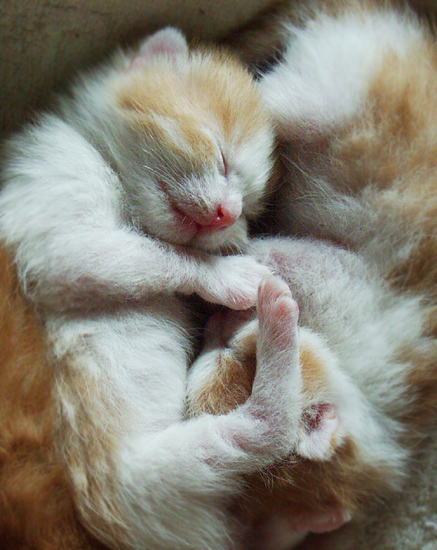 Sleeping angel kitties