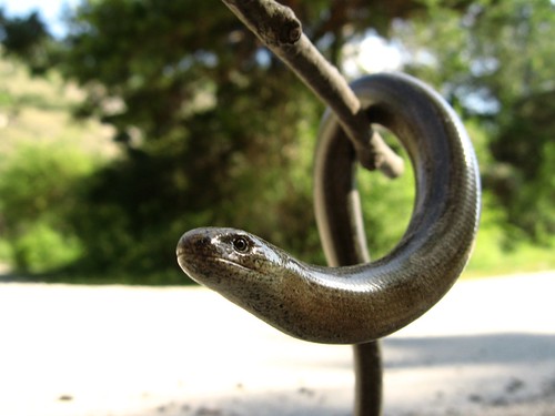 Friendly snake near Saint Leonard, Switzerland
