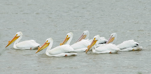 BotB IV: Pelicans, Anhinga, Cormorants & Gannets