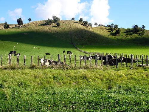 Rolling hillsides, Cows and Sheep